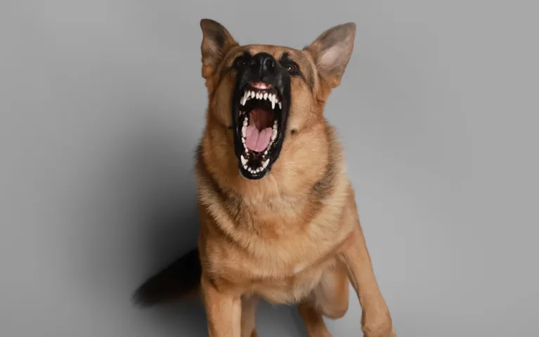 German Shepherd dog with mouth wide open, showing teeth and tongue, against gray background.
